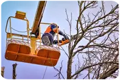 TALA Y PODAS EN ALTURA, Desbroce fincas y parcelas Alicante TALA Y PODAS EN ALTURA, Desbroce fincas y parcelas Alicante