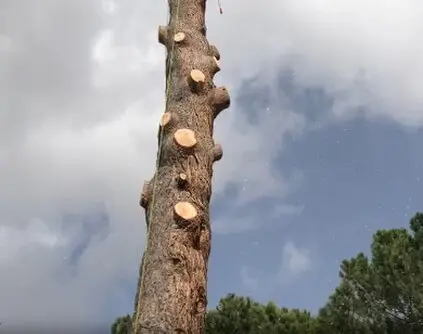 Tala y poda de árboles en altura Provincia de Alicante Tala y poda de árboles en altura Provincia de Alicante